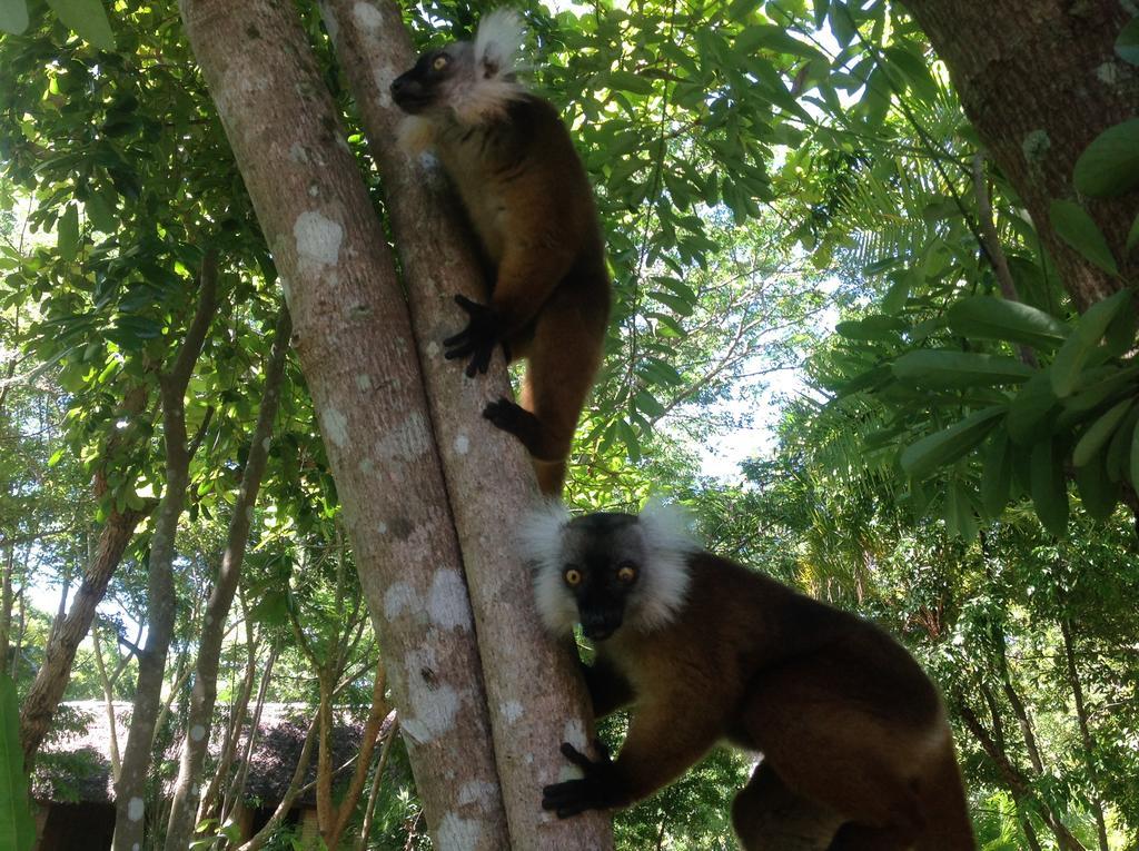 Nosy Komba Coco Komba Lodge מראה חיצוני תמונה